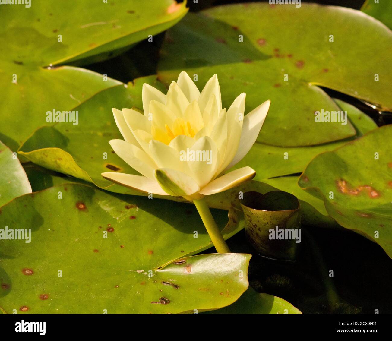 Nymphaea Virginalis - White Water Lily Stock Photo