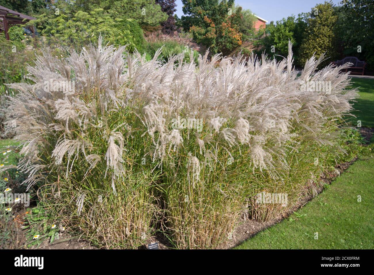 Miscanthus sinensis 'Kleine Fontäne' Stock Photo