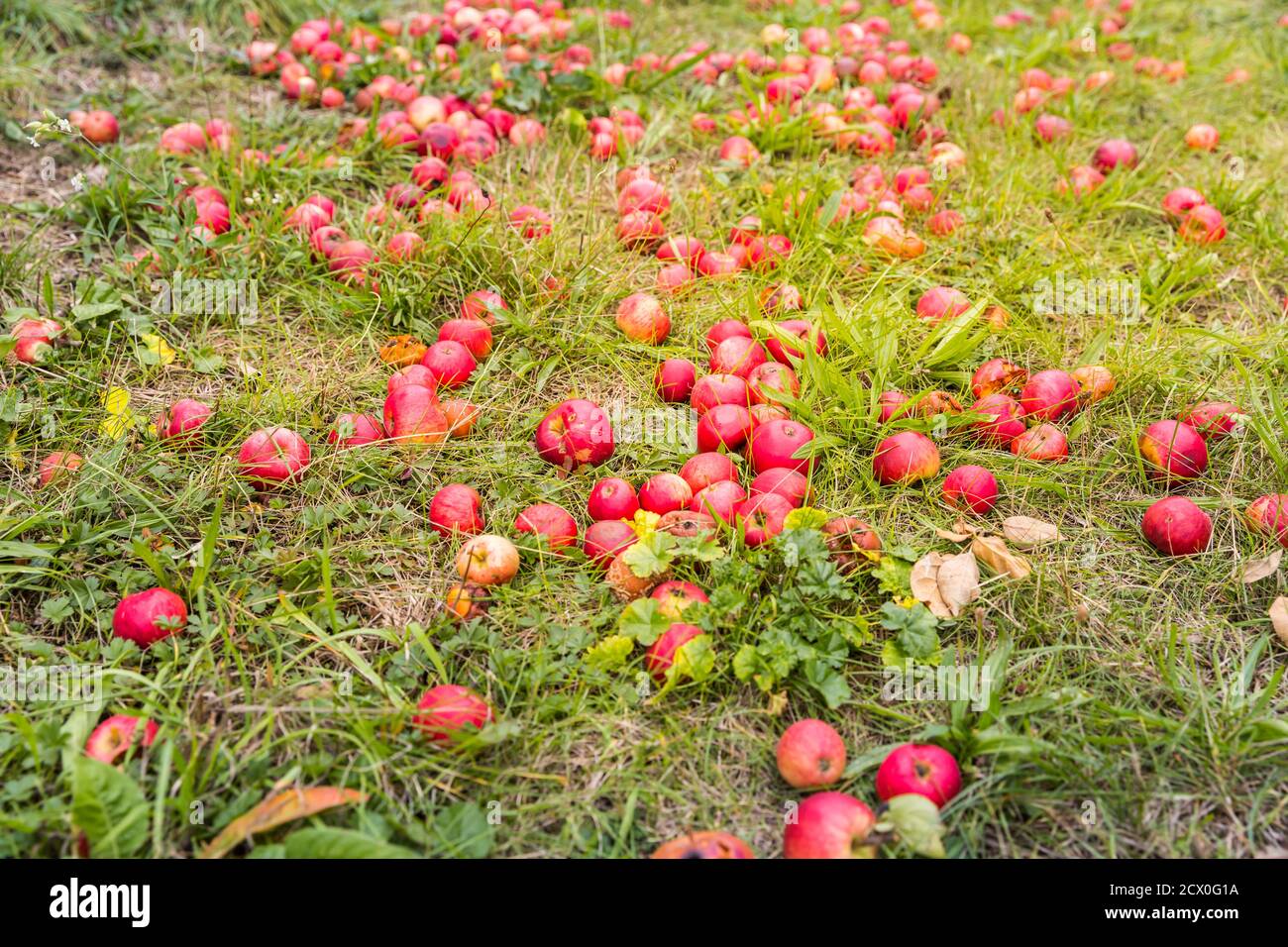 Fallen red apples on ground. Autumn, harvest, natural background. Selective focus. Stock Photo
