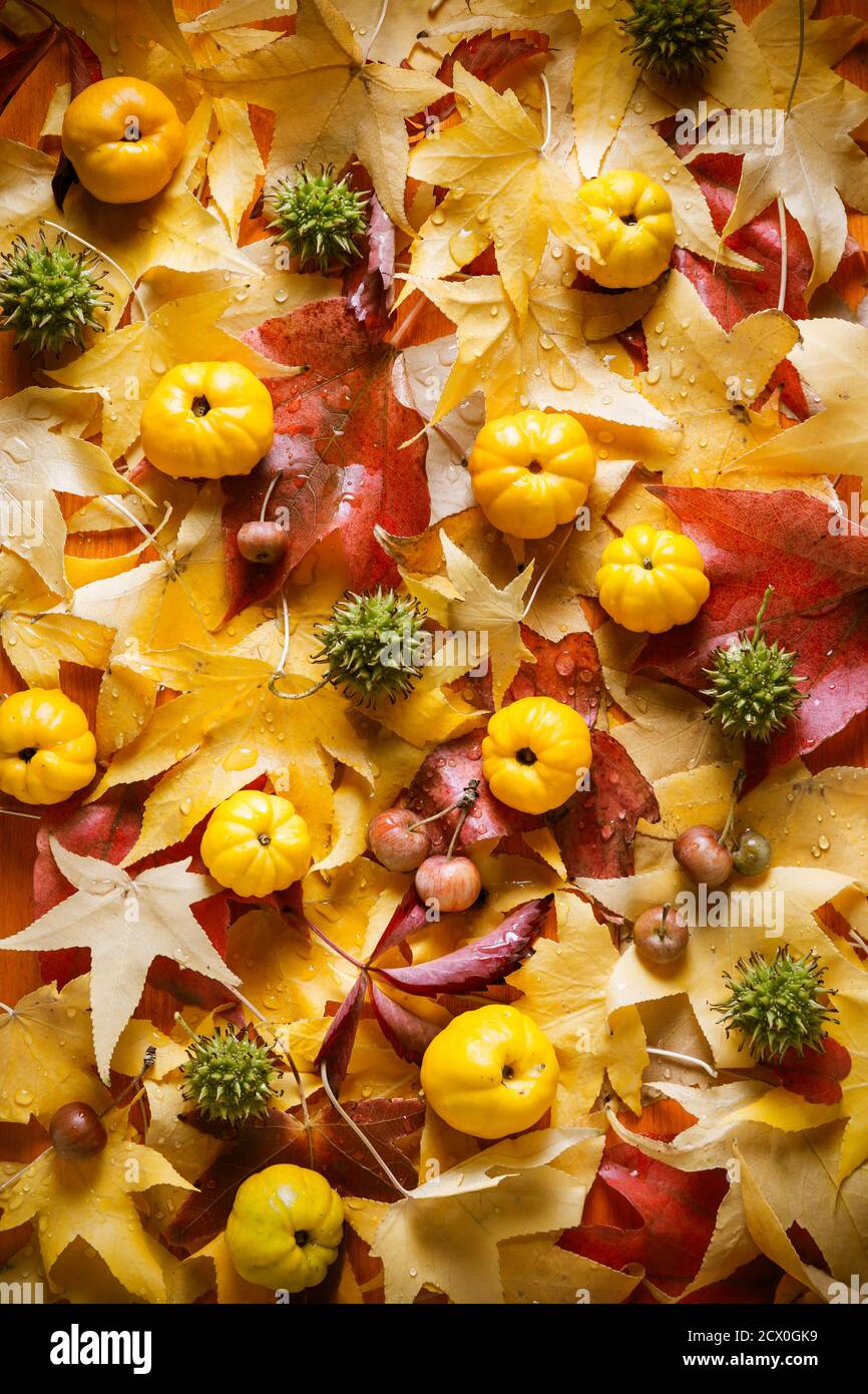 Autumn background with colorful leaves and autumn deco fruits Stock ...