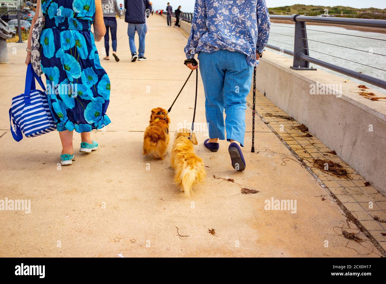 Two old ladies with dog hi-res stock photography and images - Alamy