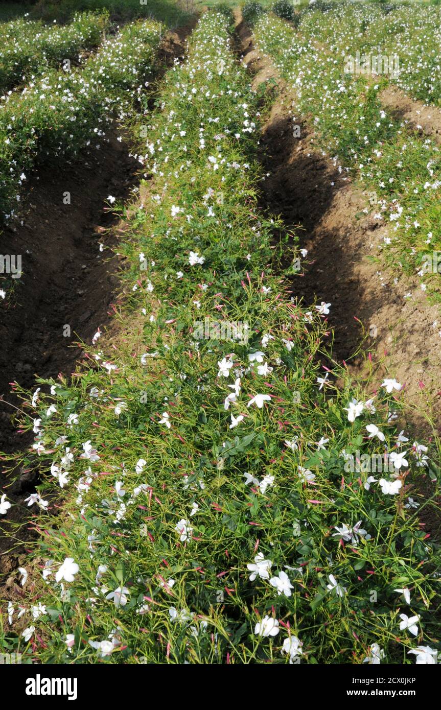 Rows of jasmine flowers are seen before harvest where they will be used for  the perfume industry in Grasse, October 15, 2011. From crocodile farms to  rose fields, suppliers of luxury material