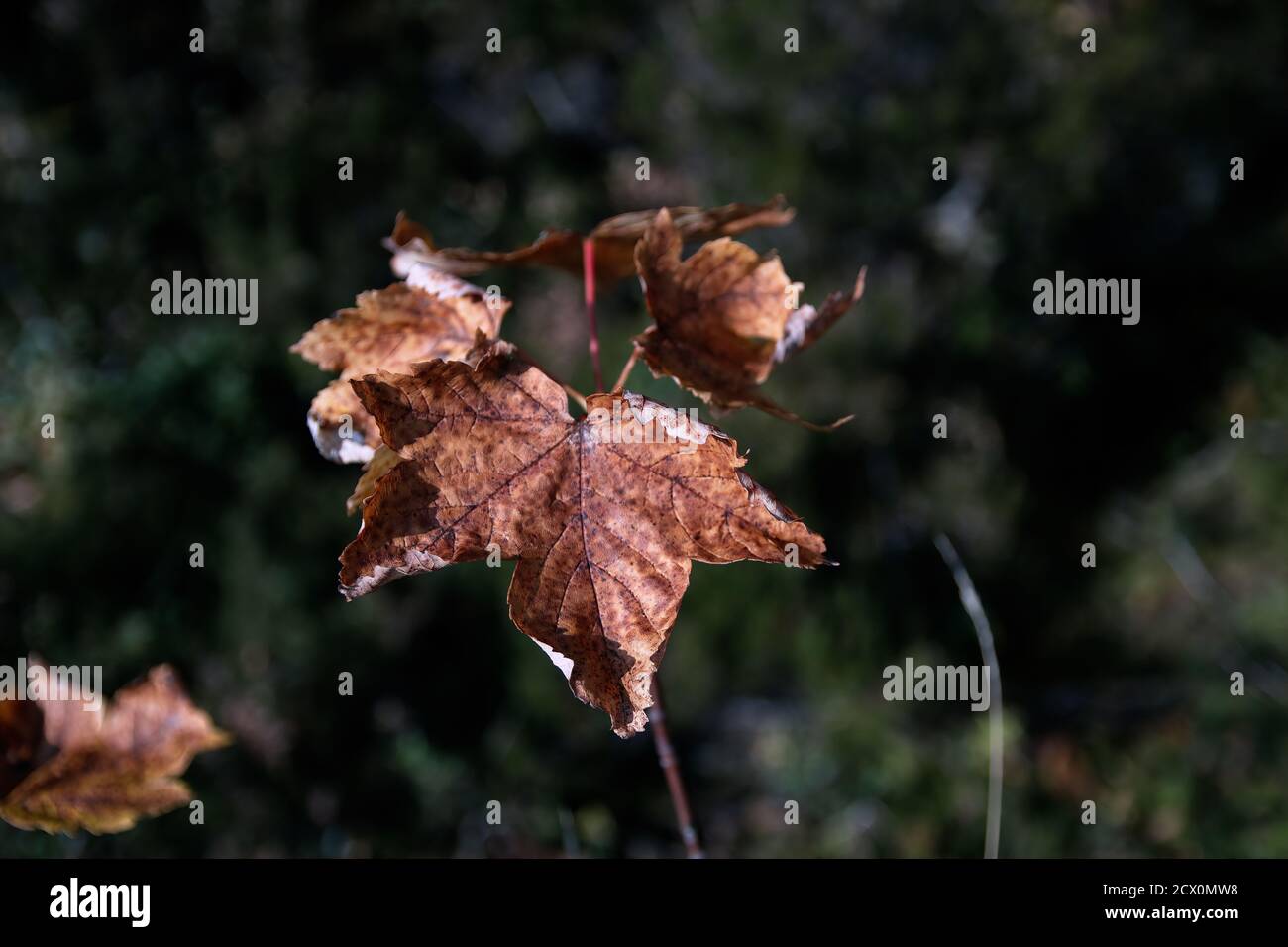 Fall autumn leaf hi-res stock photography and images - Alamy