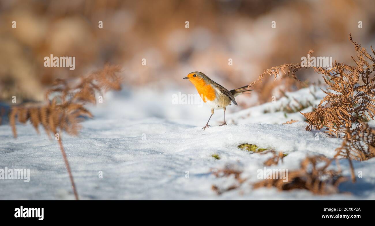 Portrait of a winter red robin sitting, watching, feeding from on the snow covered ground amongst the woodland ferns. Stock Photo