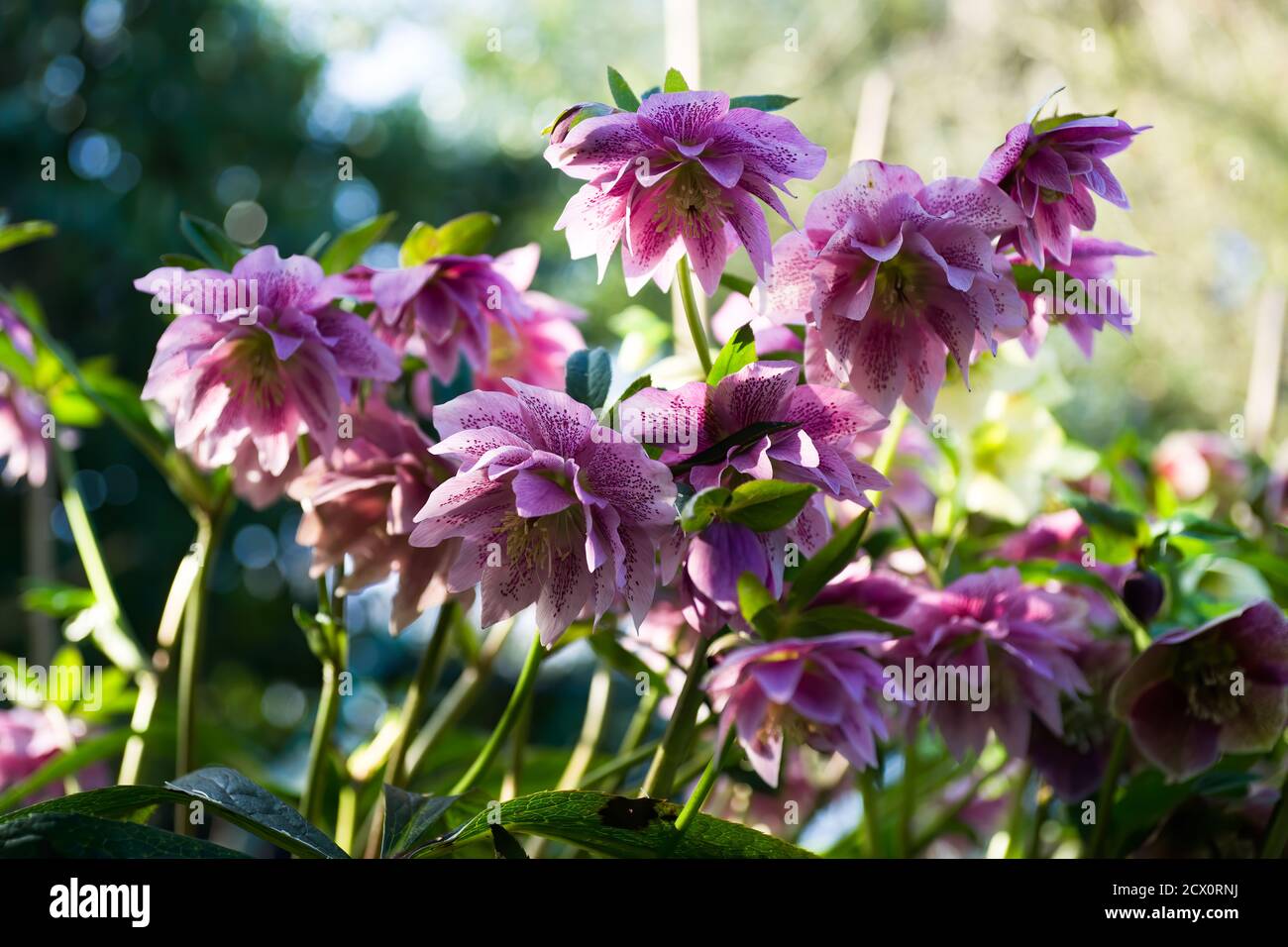 Hybrid hellebore (HELLEBORUS HYBRIDUS) double pink with dots of fuchsia color, green and blurry background. Stock Photo