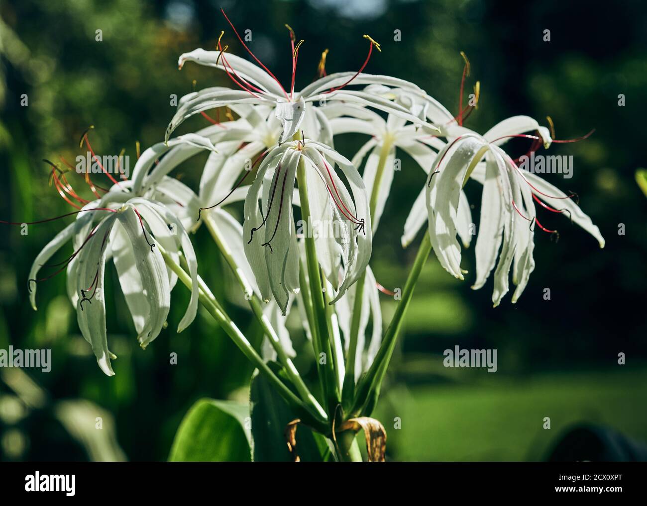 White Lily Crinum Species Stock Photo
