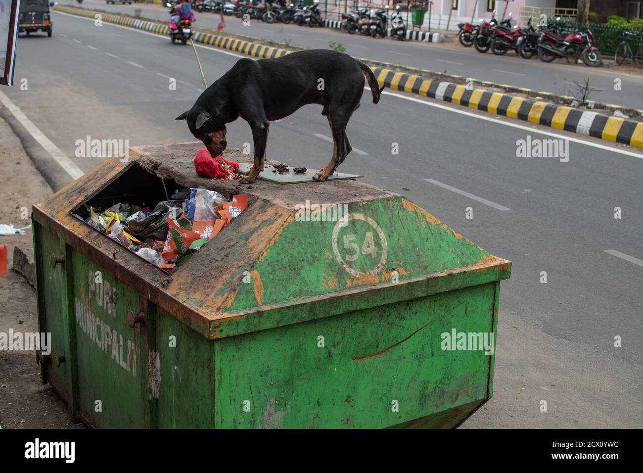 A black stray dog on top of a green container eating food out of a trash plastic bag in Puri Municipality, India Stock Photo