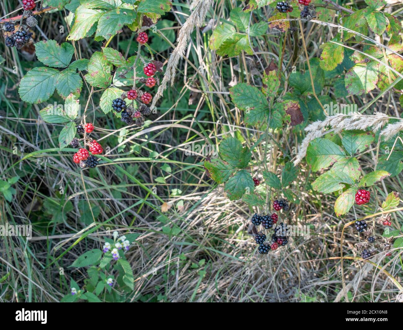 Wild blackberry growing In the forest, Rubus plicatus Stock Photo