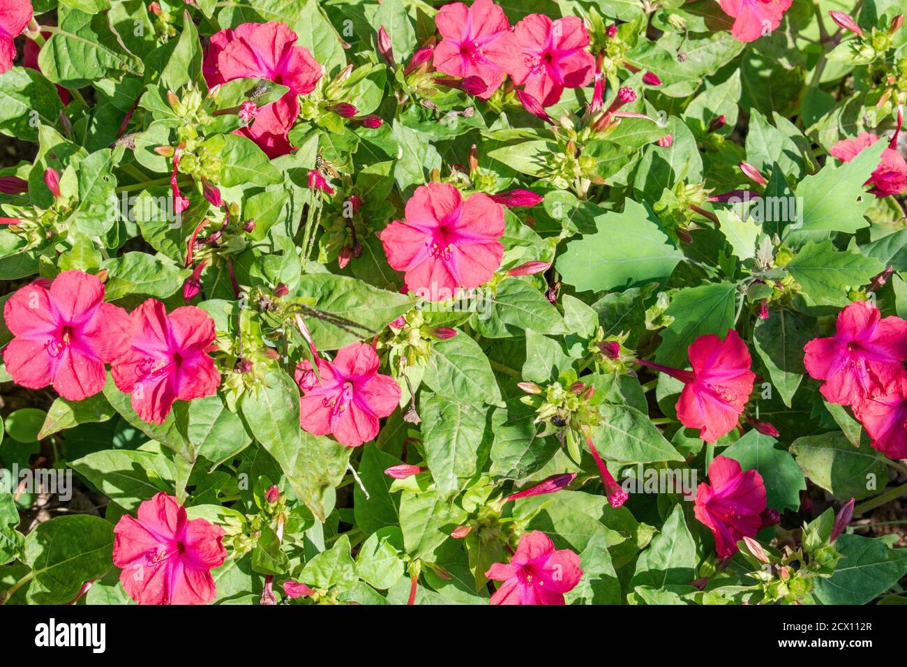 Close up of four o'clock flower, marvel of Peru, Mirabilis jalapa Stock Photo