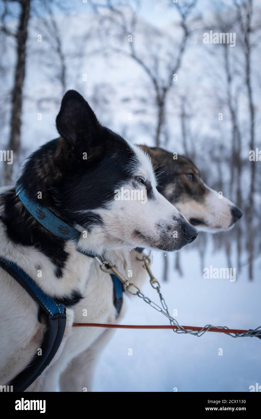 Sled pulling dog heads in profile. Norway. Stock Photo