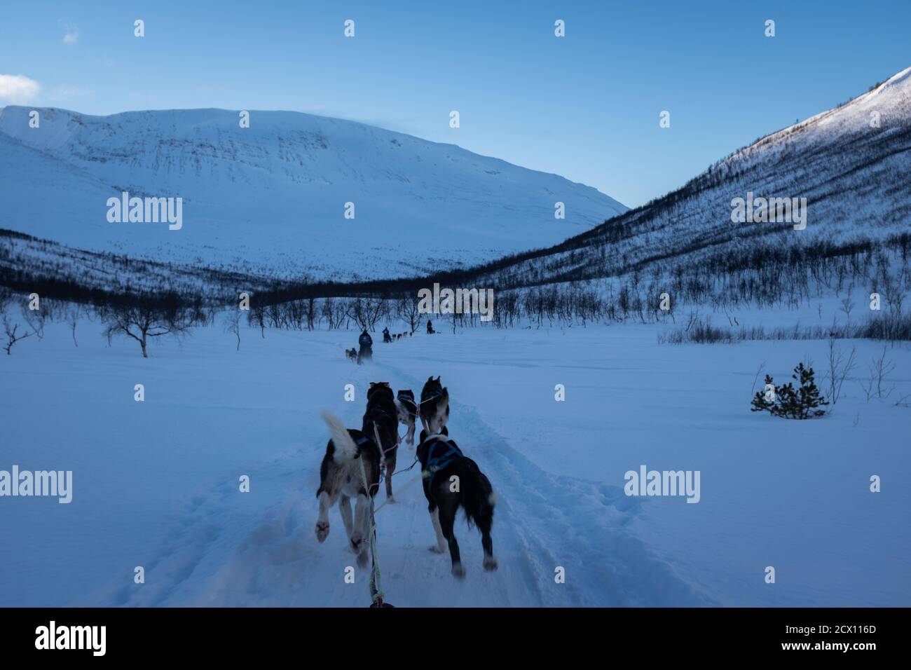 Sled dogs pulling through snowy path in rural Norway. Point of view ...