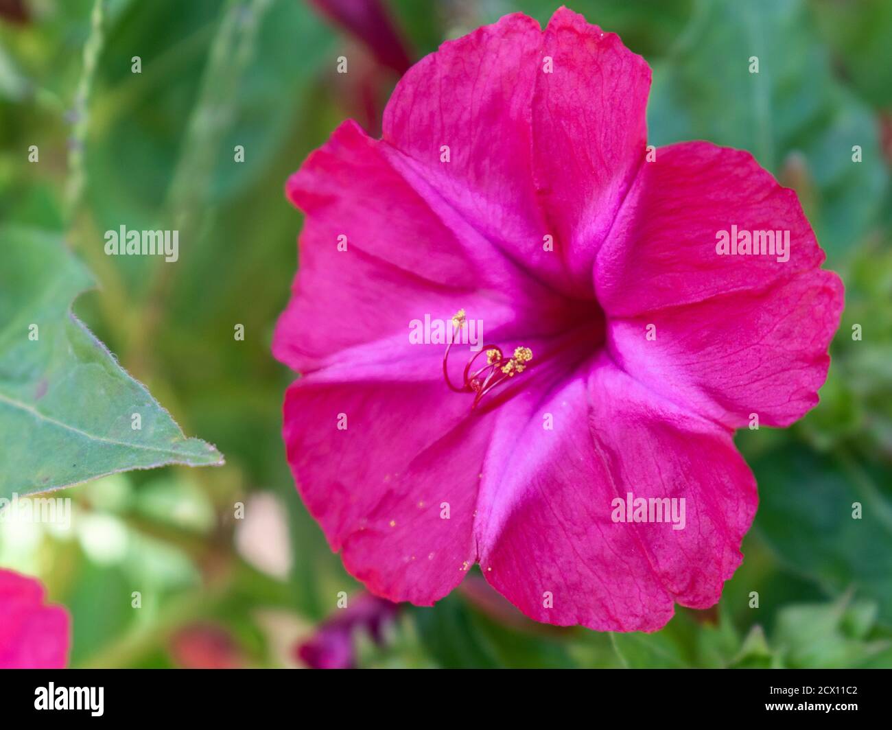 Close up of four o'clock flower, marvel of Peru, Mirabilis jalapa Stock Photo