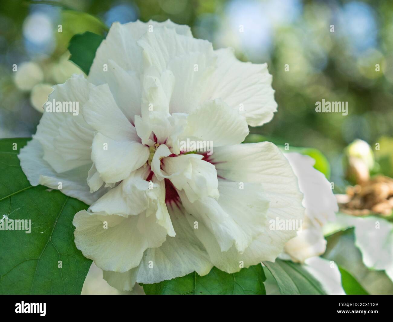 Close up of white rose of sharon flower Stock Photo