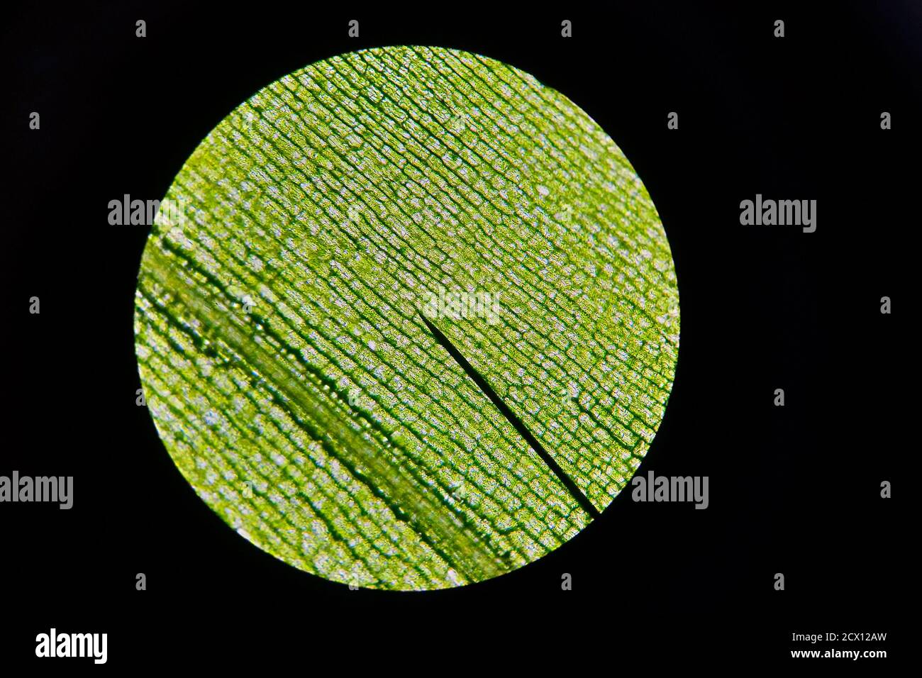 Detailed view of the cells of a leaf of waterweed as seen through a microscope. Biology experiment. Stock Photo