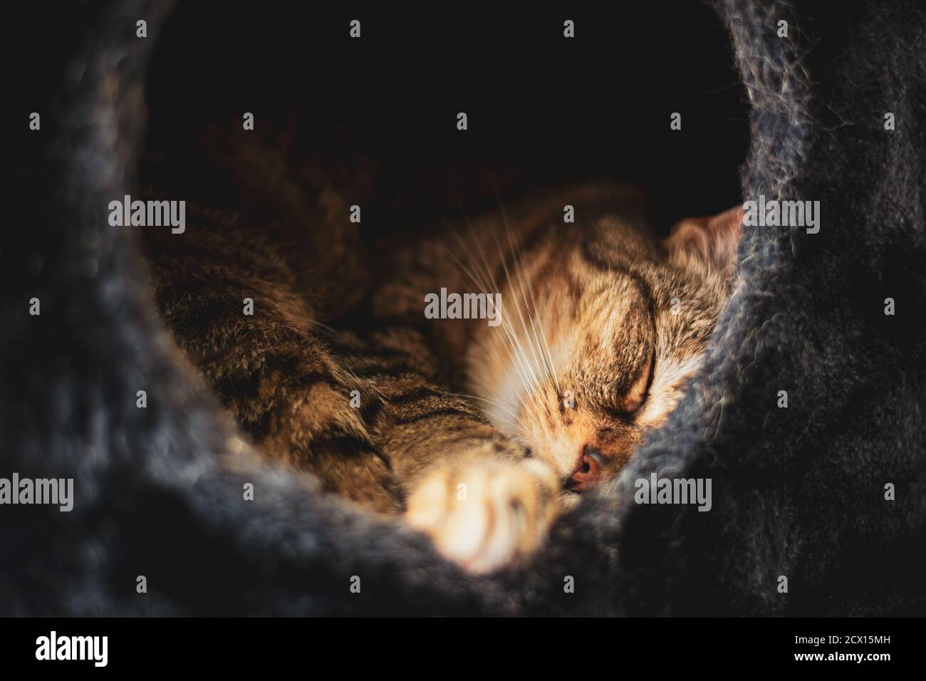 Cute cat sleeps in black soft sleeping basket with a hole in it Stock Photo