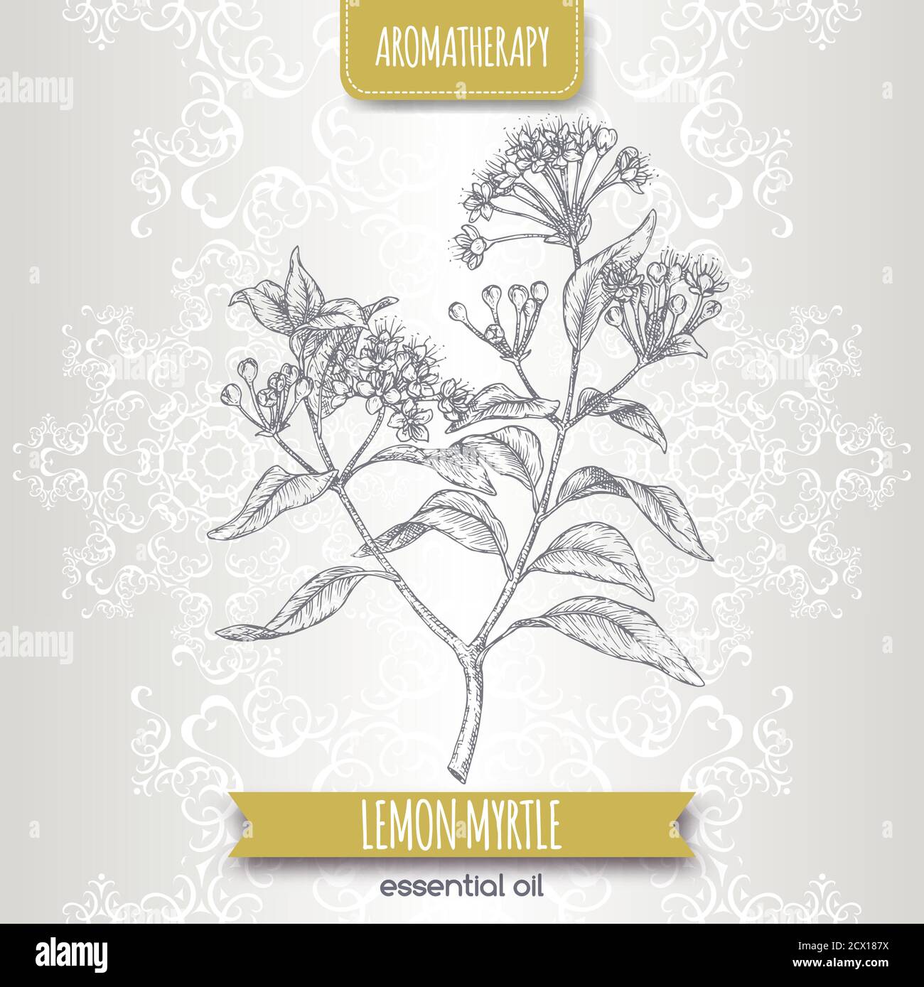 Lemon myrtle aka Backhousia citriodora sketch on elegant lace background. Stock Vector