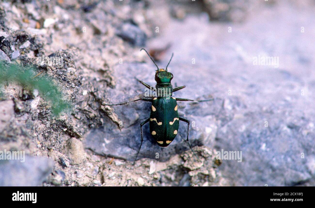 Green Tiger beetle, Cicindela campestris, Cicindelidae, beetle, insect, animal, Switzerland Stock Photo