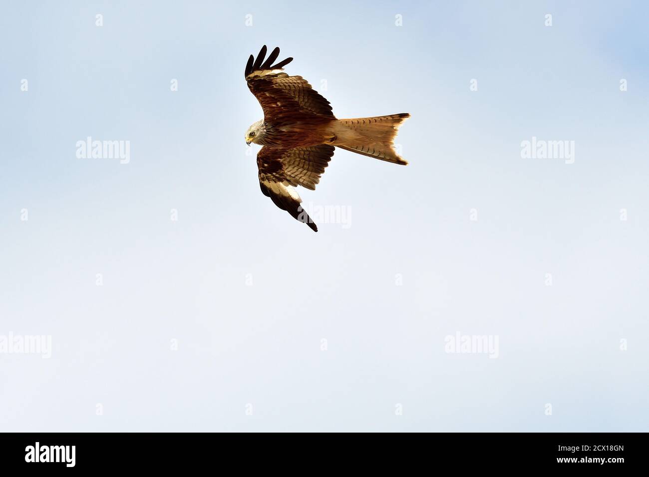 Red Kite, Milvus milvus, Accipitridae, bird of prey, in flight, bird
