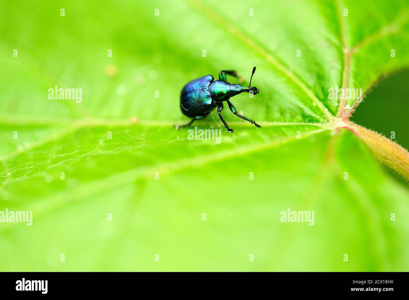 Aspen sucker, Byctiscus populi, Attelabidae, bug, on leaf, insect, animal, Hansjag, Hungary Stock Photo