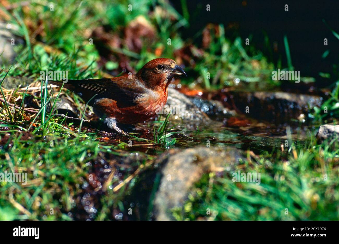 Red Crossbill, Loxia curvirostra, Fringillidae, male, watering place, bird, animal, Campello, Canton of Ticino, Switzerland Stock Photo