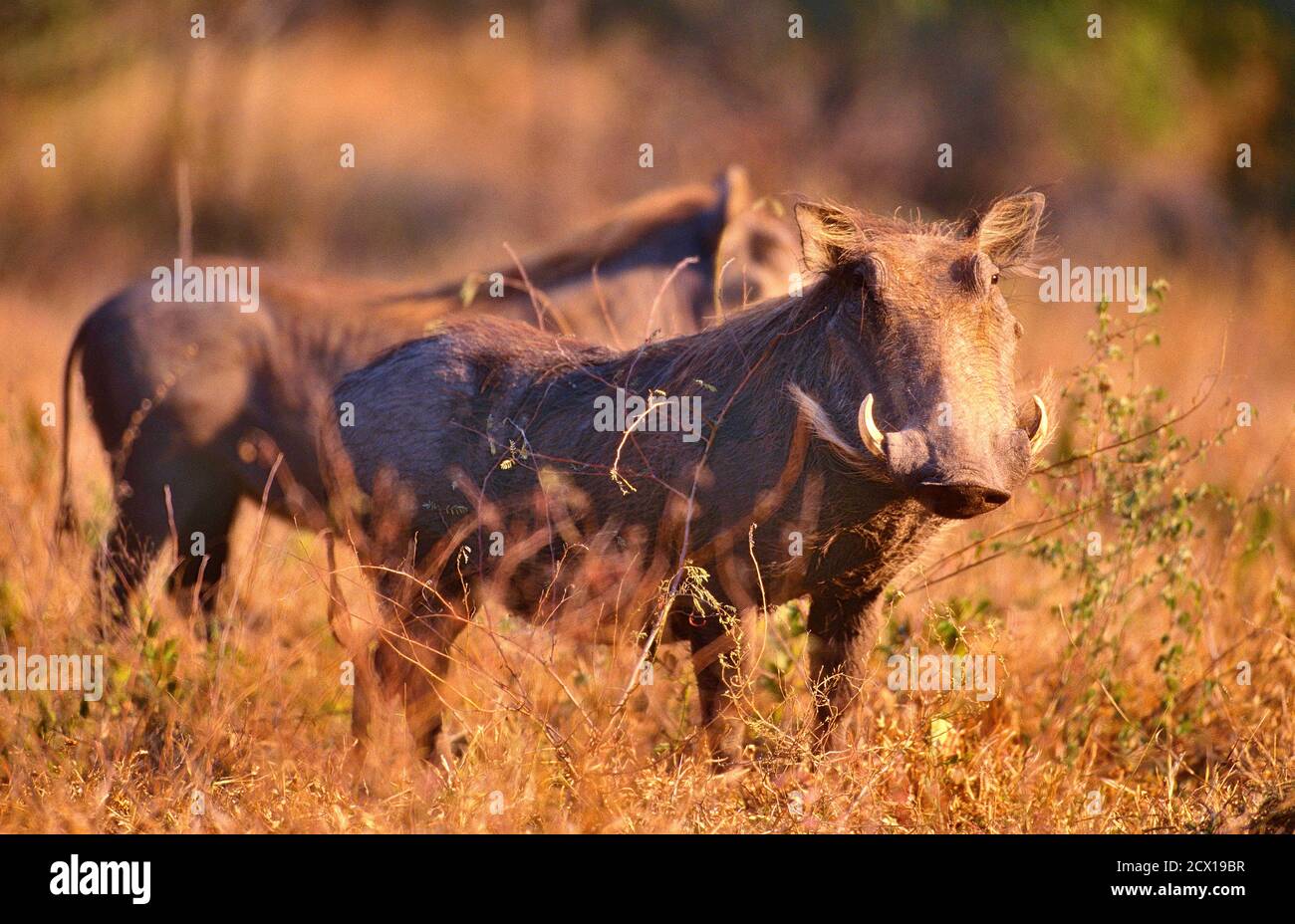 Desert Warthog, Phacochoerus aethiopicus, Suidae, male, mammal, animal, Krüger National Park, South Africa Stock Photo