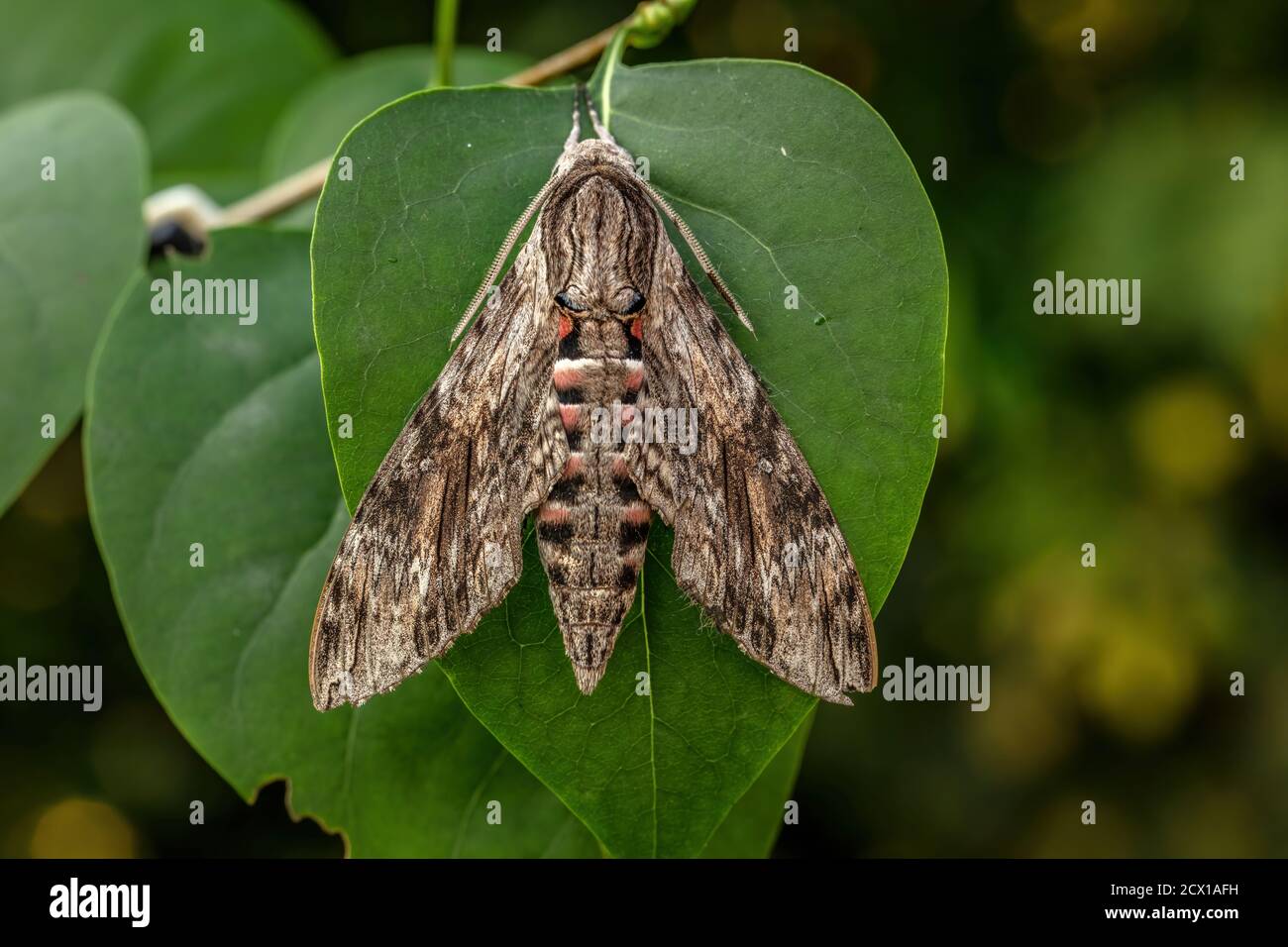 Moth, Hawk Moth, Sphingidae, Nature, Insect, Switzerland, Agrius convolvuli, convolvulus hawk-moth Stock Photo