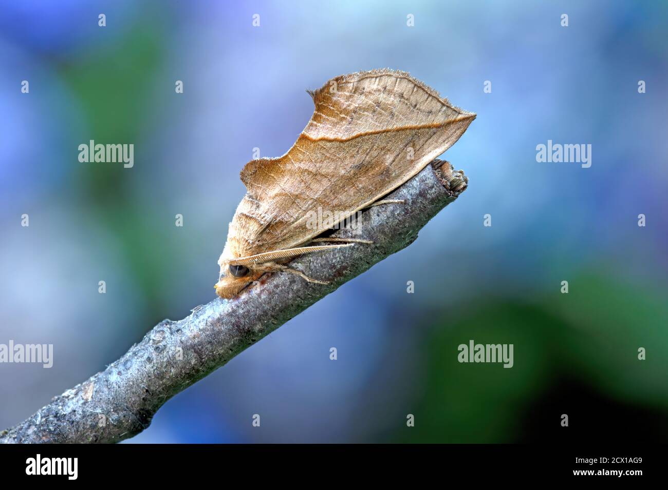 Calyptra thalictri, vampire moth, Moth, Nature, Insect, Switzerland Stock Photo