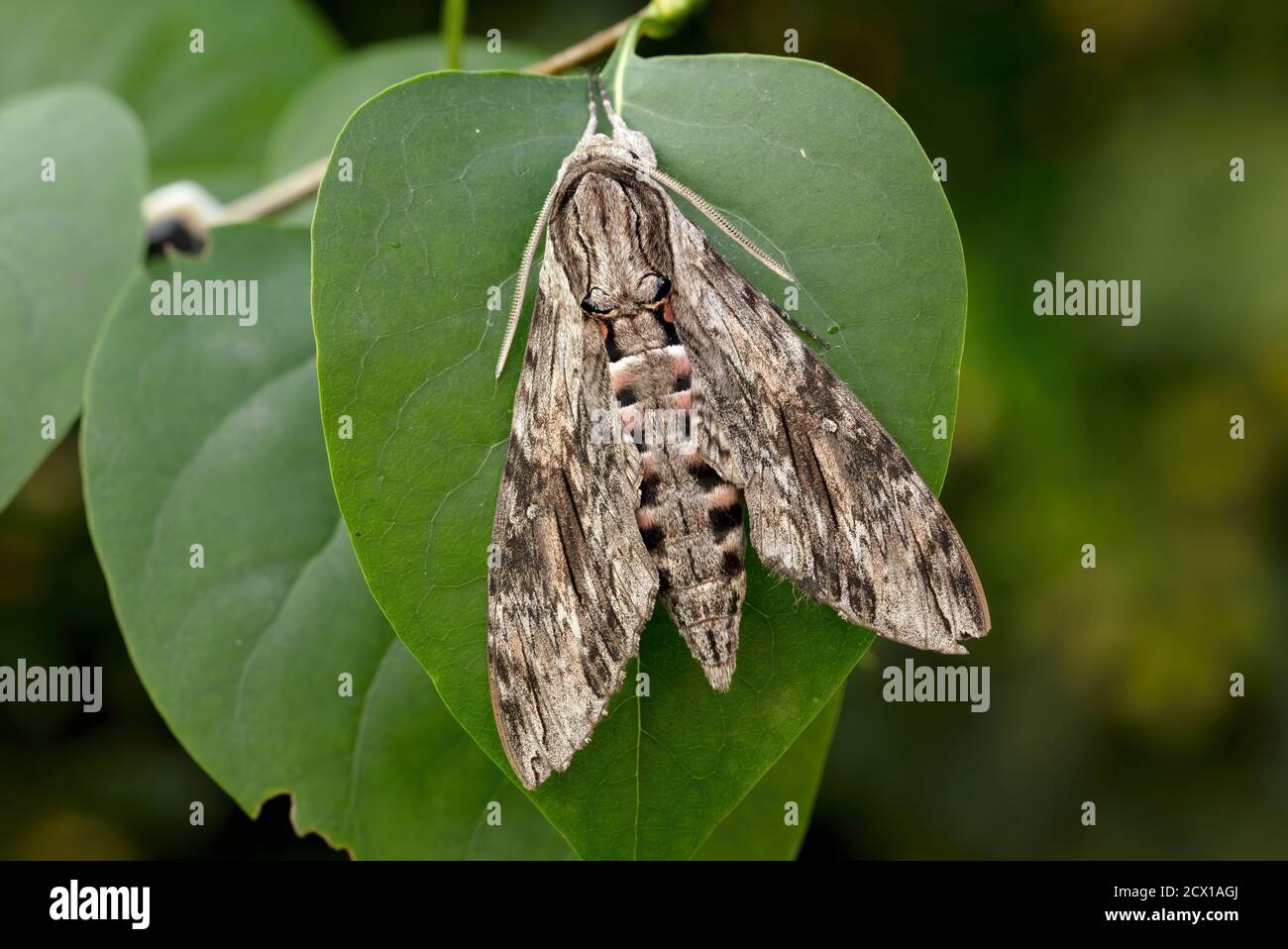 Moth, Hawk Moth, Sphingidae, Nature, Insect, Switzerland, Agrius convolvuli, convolvulus hawk-moth Stock Photo
