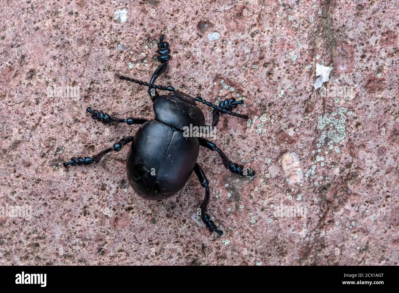 Insect, Nature, Switzerland, Timarcha tenebricosa, Bloody-nosed beetle ...