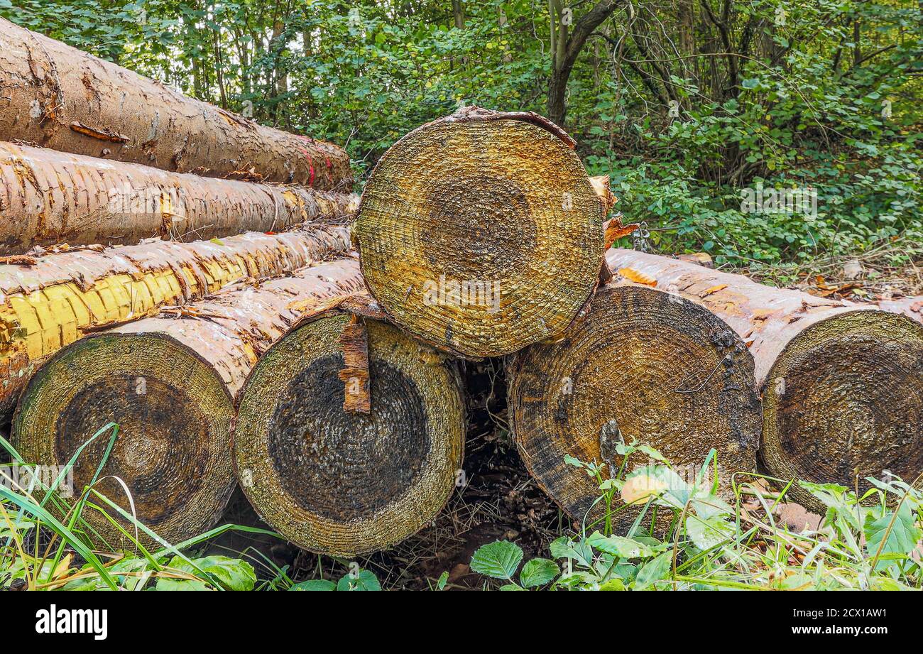 Sawn trees in the Eutin city forest, Germany Stock Photo