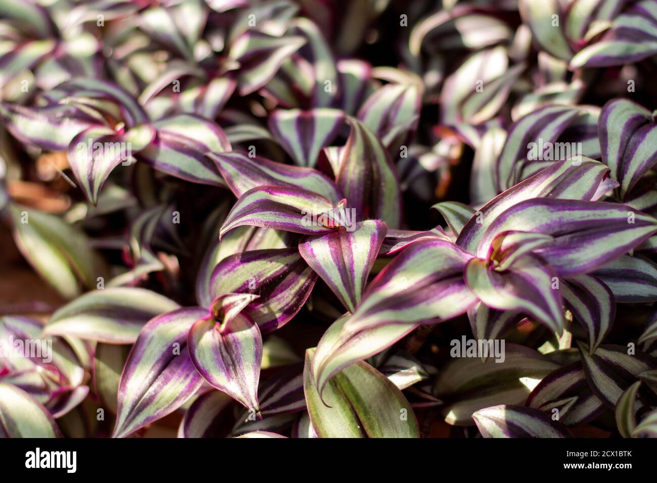 Tradescantia Zebrina houseplants in sunlight. Also known as The Wandering Jew, Wandering Dude or Inch Plant. Indoor plant. Stock Photo