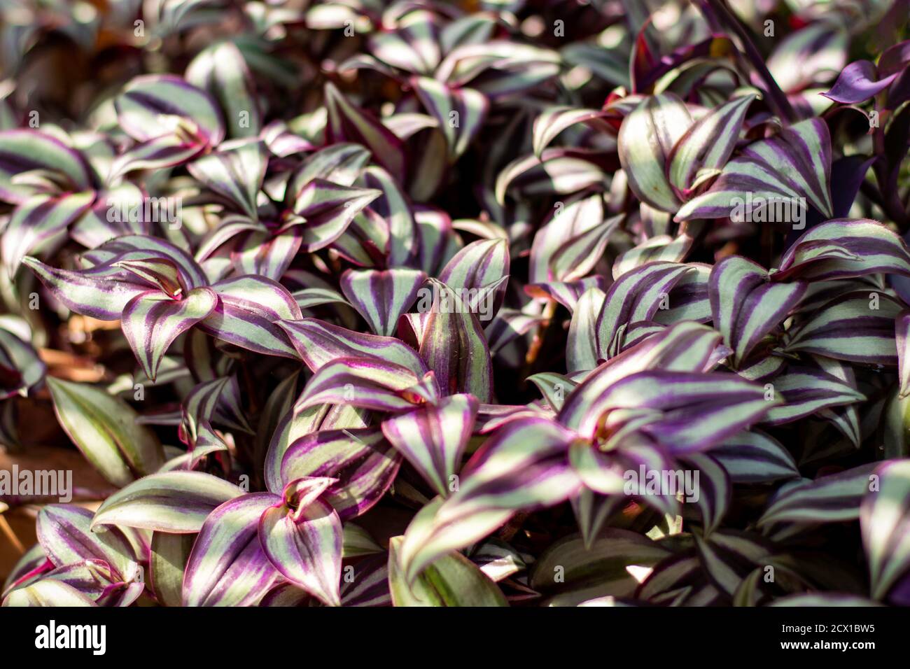 Tradescantia Zebrina houseplants in sunlight. Also known as The Wandering Jew, Wandering Dude or Inch Plant. Indoor plant. Stock Photo
