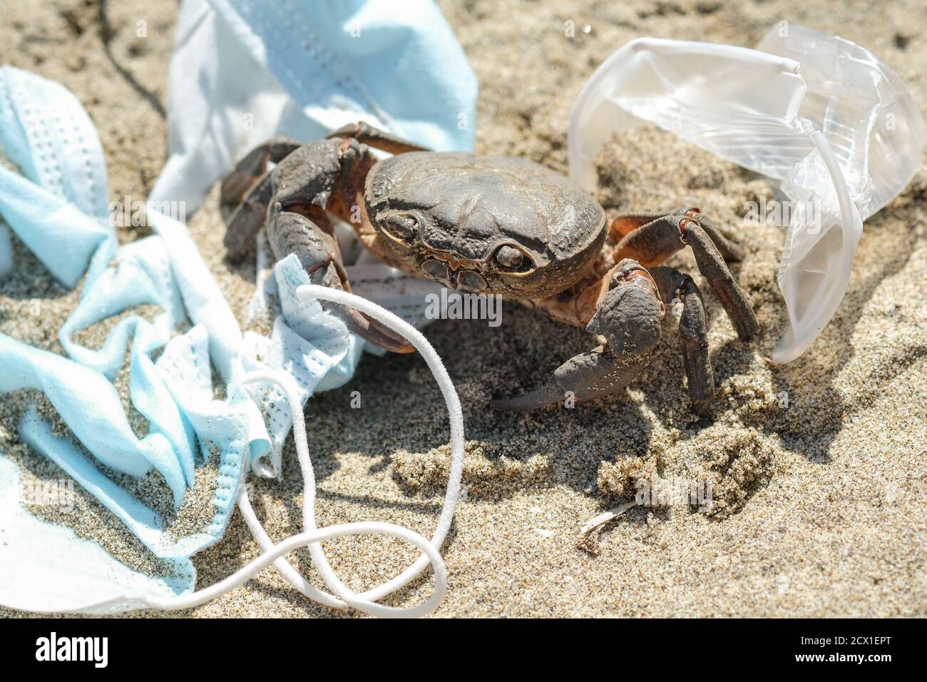 Marine crab on discarded Waste pollution,COVID-19 disease.contaminated sea habitat,coronavirus tools Stock Photo