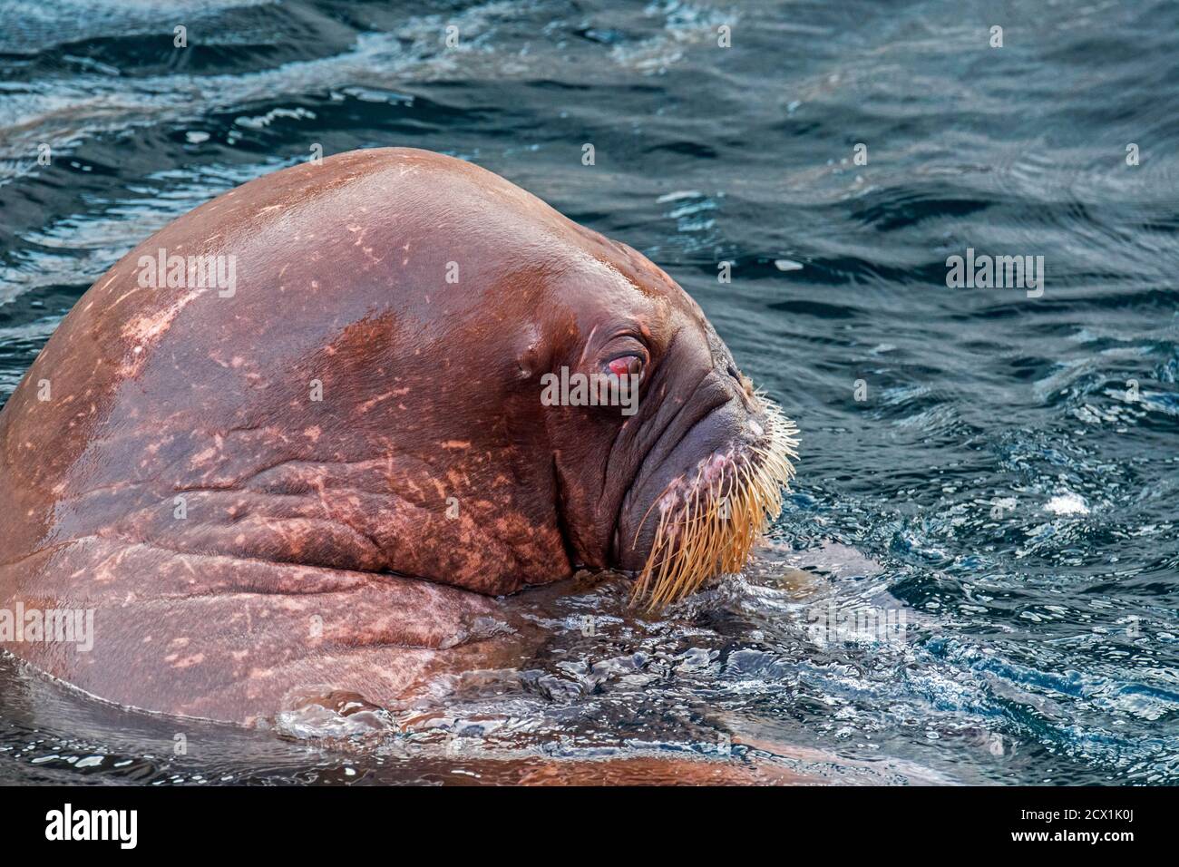 Walrus (Odobenus rosmarus) swimming in water, close up of head showing whiskers / vibrissae Stock Photo