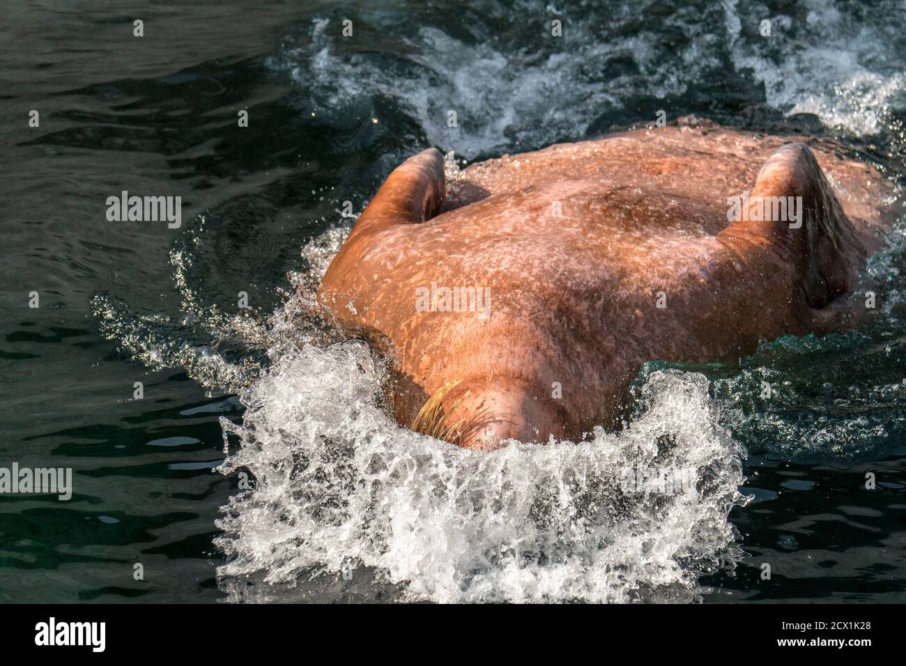 Walrus (Odobenus rosmarus) exposing fore-flippers before diving backwards underwater belly up Stock Photo