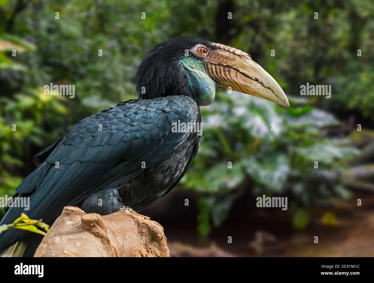 Wreathed hornbill / bar-pouched wreathed hornbill (Rhyticeros undulatus) female perched in tree, native to India, Bhutan and Indonesia Stock Photo