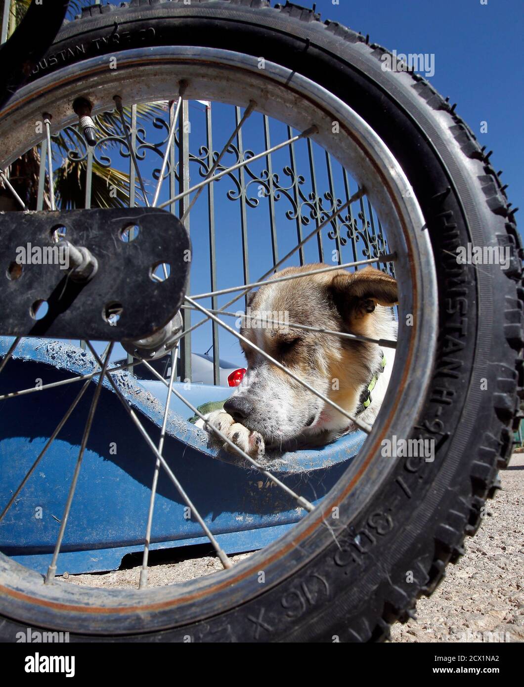 Abayed, a six-year-old herding dog, rests near his specially-made wheeled  walking aid inside the Humane Center for Animal Welfare near Amman February  26, 2013. The dog, whose name means 