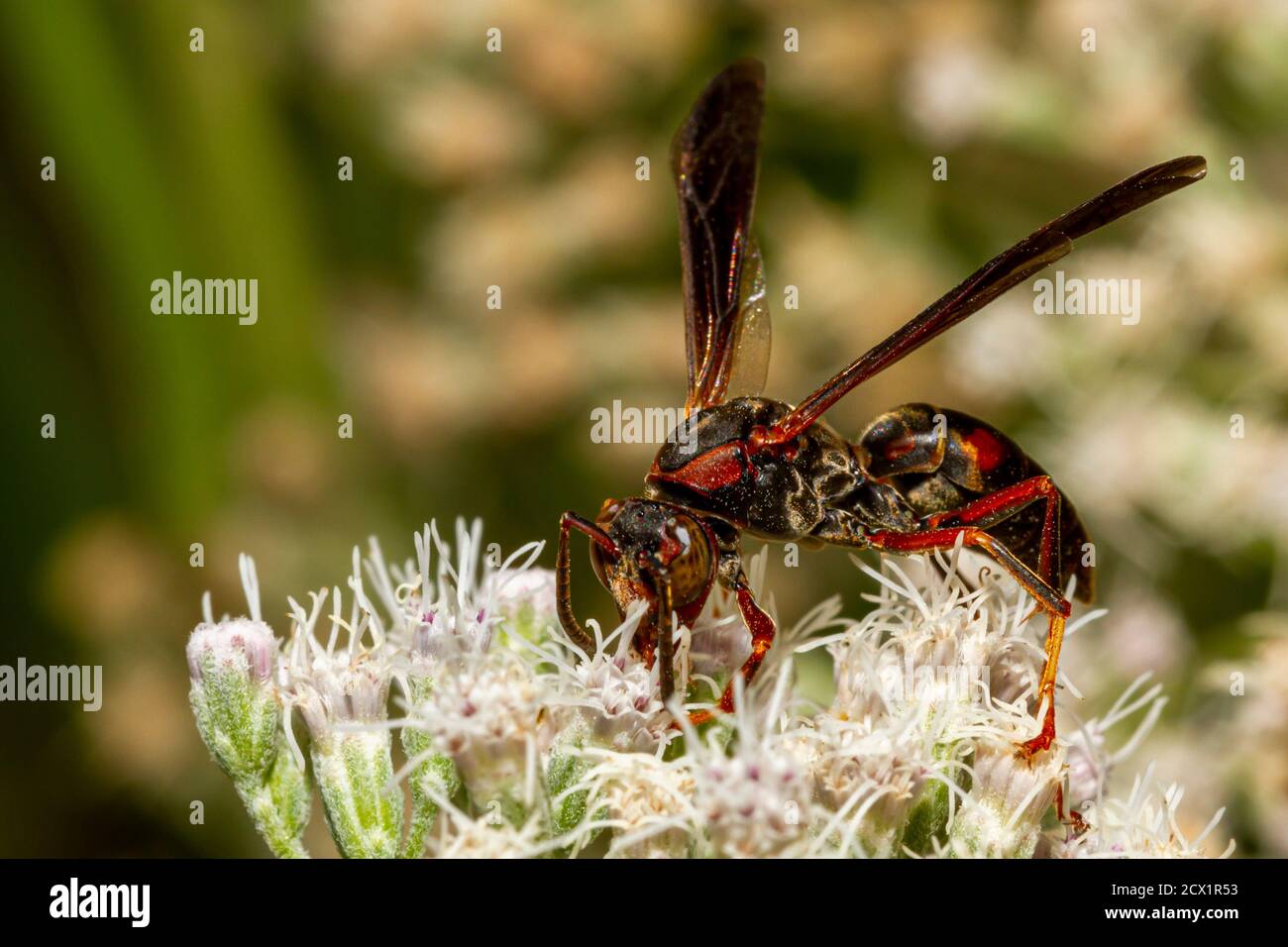 A black and red wasp with green brown eyes called metricus paper wasp (polistes metricus) is walking on common boneset white flowers sucking nectar an Stock Photo