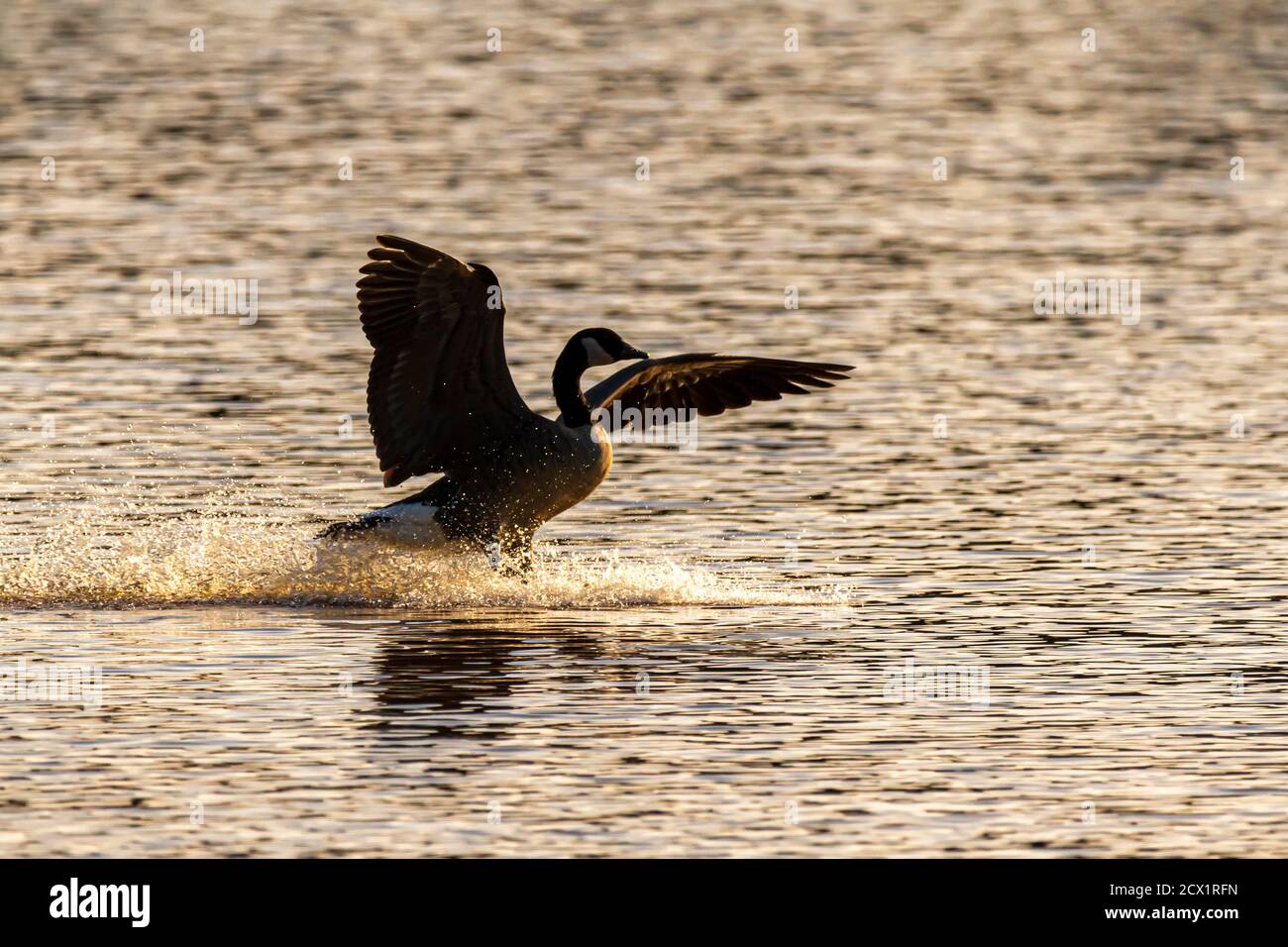 A canada goose (Branta canadensis) is landing on Patuxent river in Maryland. Its wings are wide open and it generates a big splash on the calm water. Stock Photo