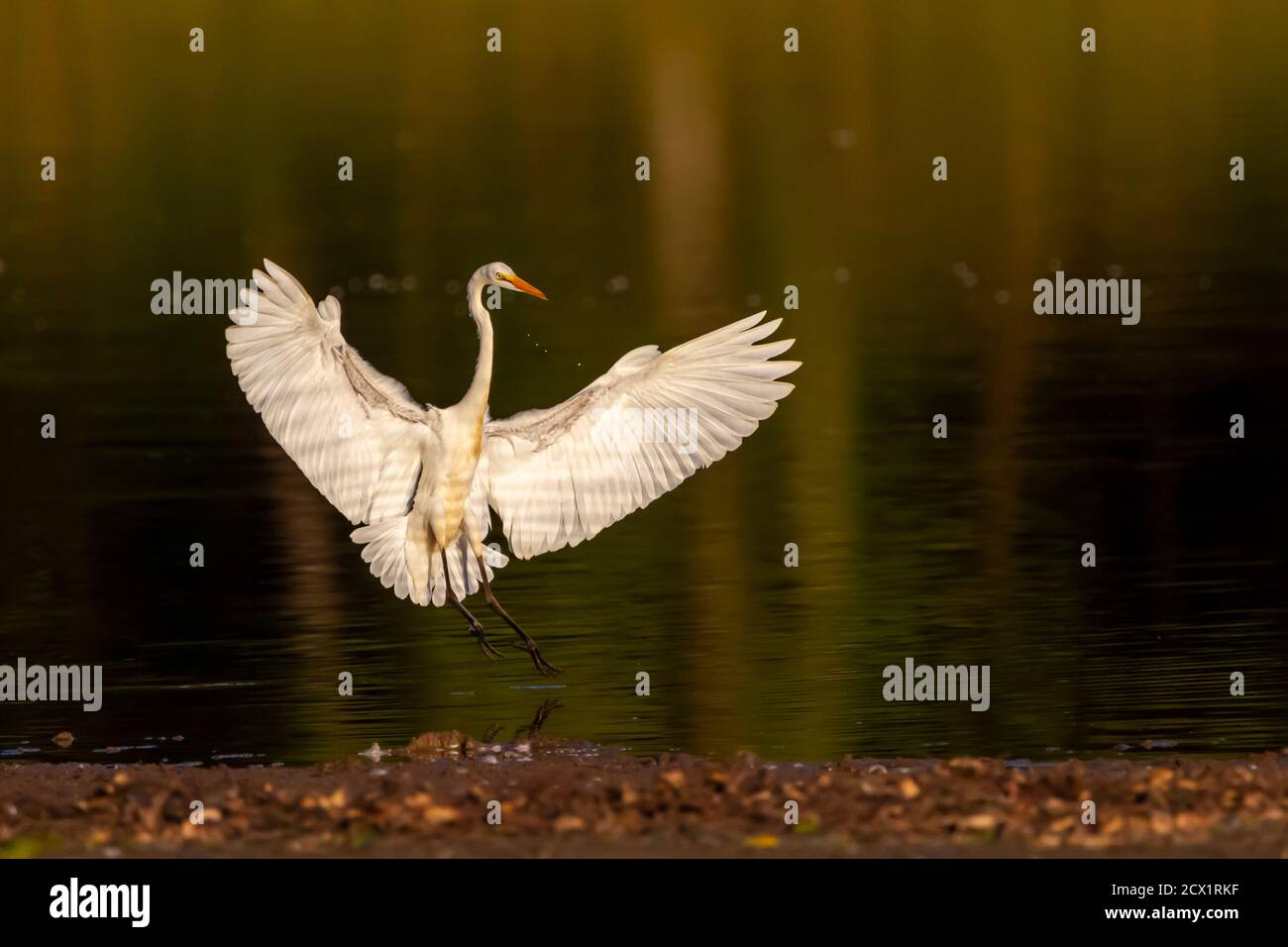 isolated image of a great egret (adrea alba) a.k.a great white heron landing on water at sunset from a flight with wings wide open. A contrasting imag Stock Photo
