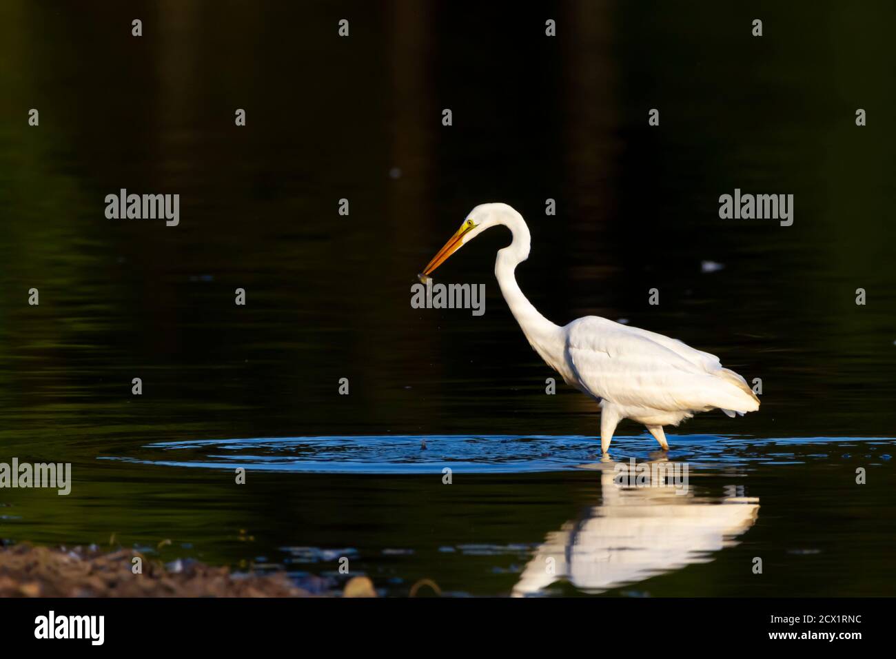 Close up isolated image of a Great white egret (Ardea alba) walking in shallow water in Patuxent nature reserve. The bird has just caught a fish which Stock Photo