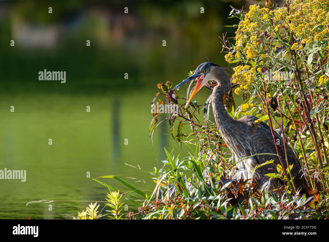 Close up image of a great blue heron (Ardea herodias) with its mouth open wide, hiding among the reeds. Image also shows the wetland swamp with tall g Stock Photo