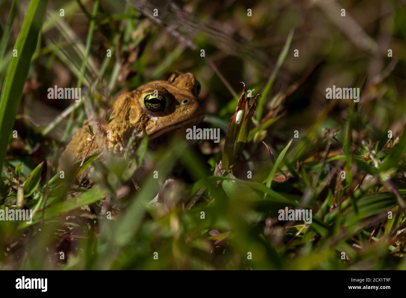 image of an Eastern American toad (anaxyrus americanus americanus) a native amphibian found in eastern USA and Canada. This brown warty toad is seen o Stock Photo