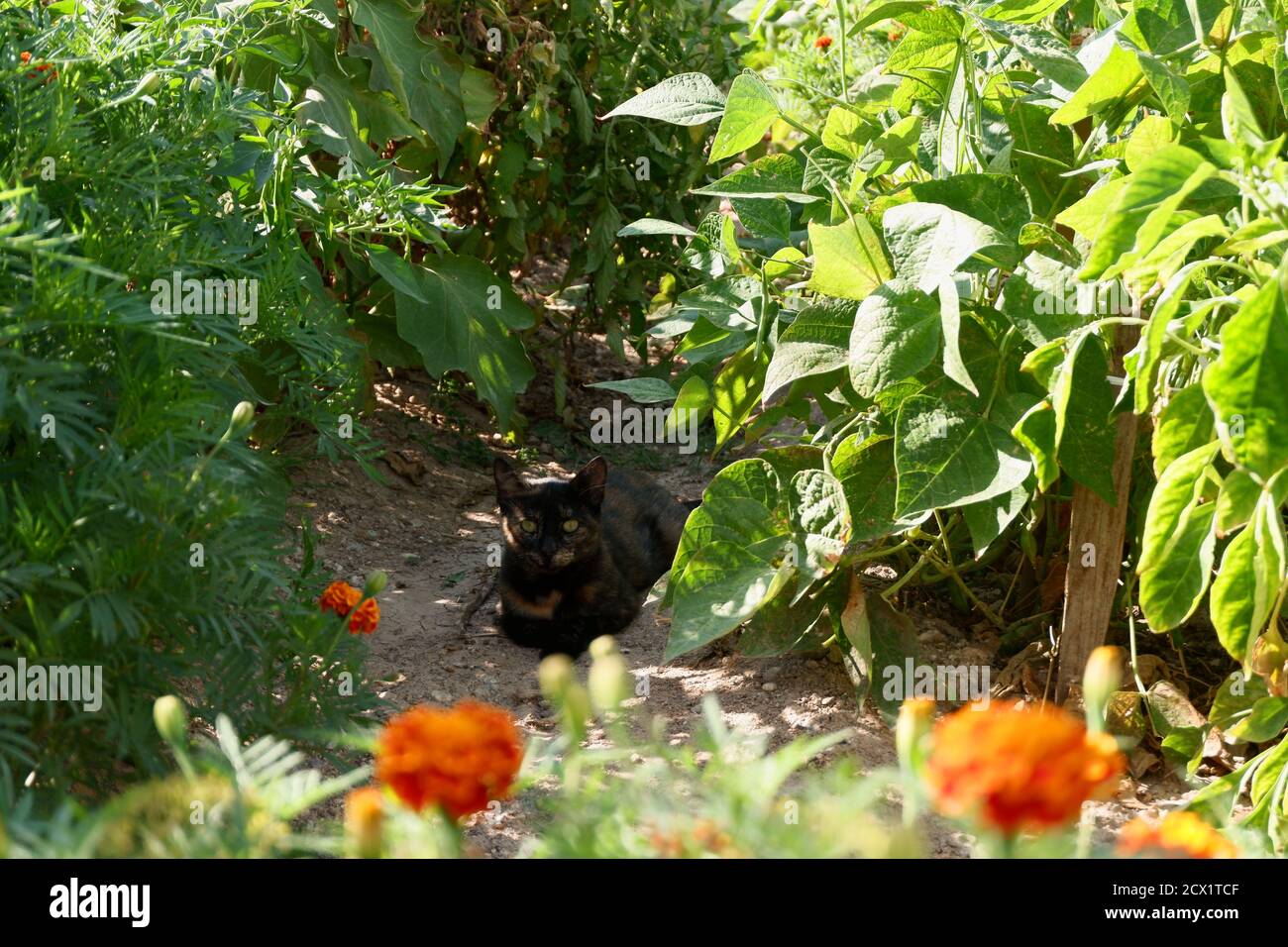 Black cat hidden in shadow Stock Photo Alamy