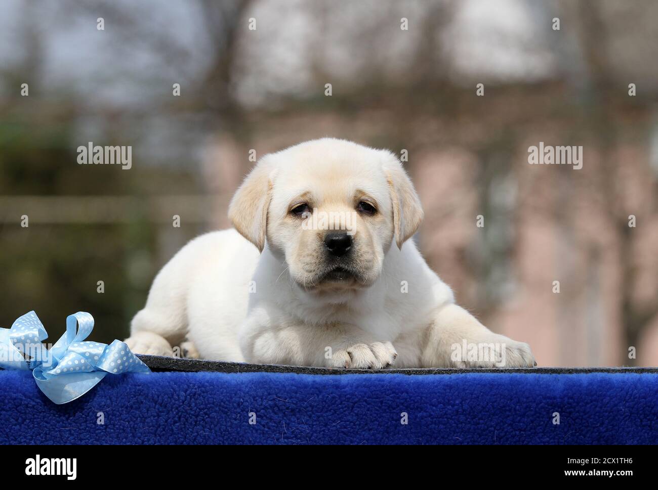 a yellow labrador puppy on the blue background Stock Photo - Alamy