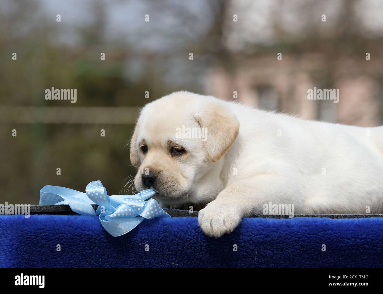 the yellow labrador puppy on the blue background Stock Photo - Alamy