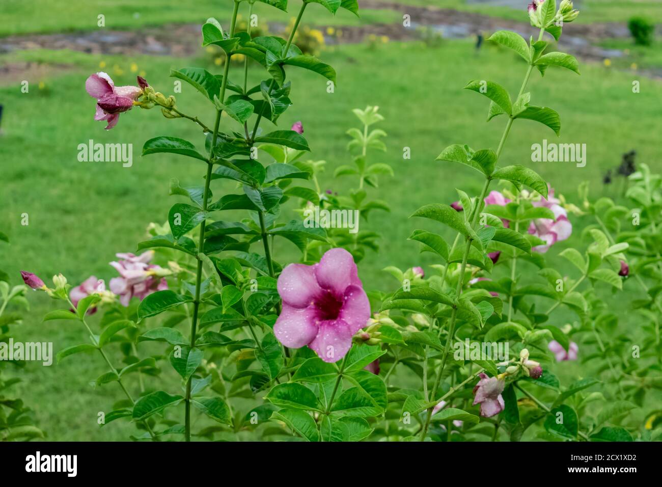Purple color flower hi-res stock photography and images - Alamy