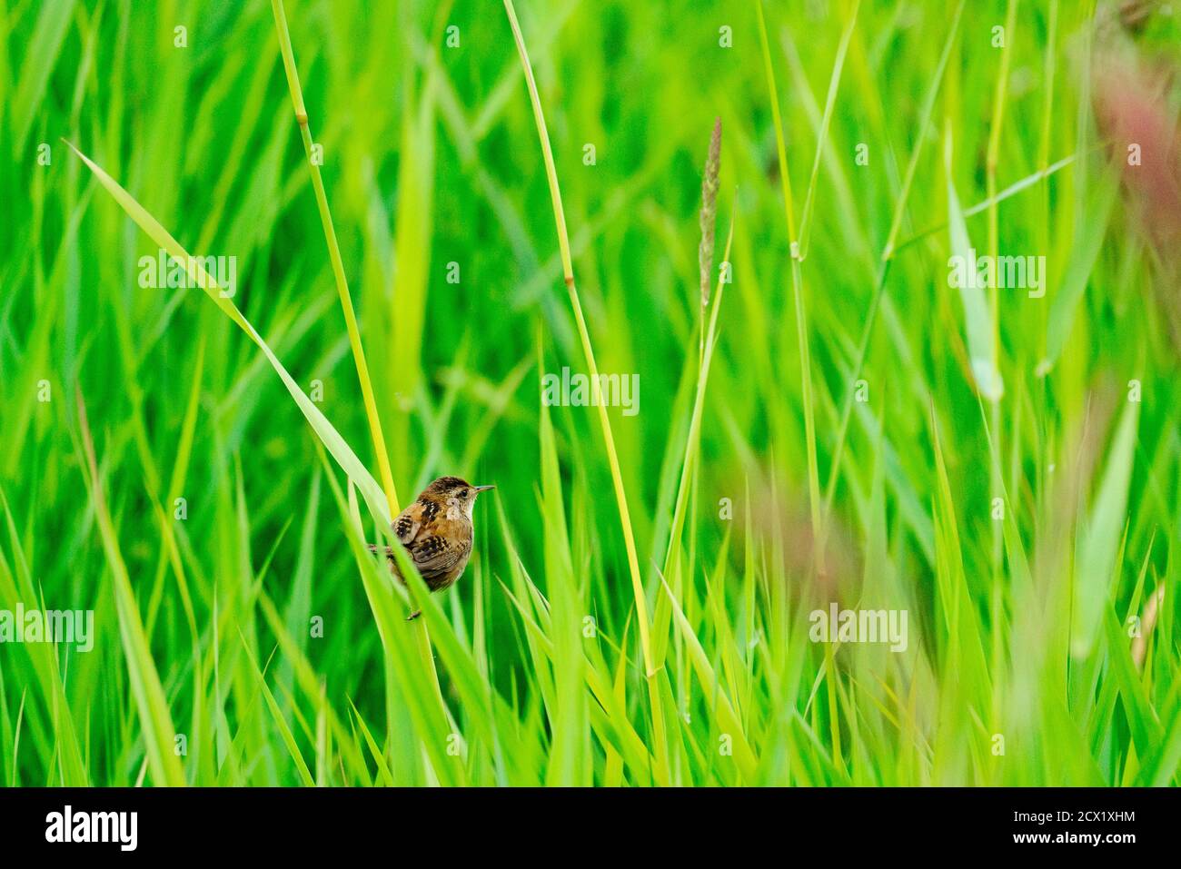 View from behind of a sparrow balancing on a blade of grass Stock Photo