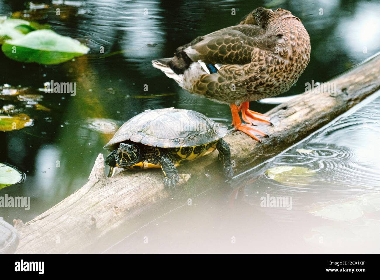 Different turtle species hi-res stock photography and images - Alamy