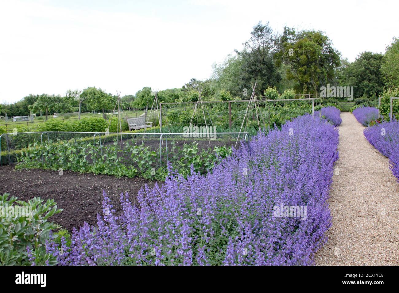 A row of lavender by the side of a gravel pathway forms a border to a kitchen garden. Stock Photo